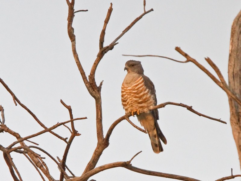 African Cuckoo-Hawk - Niall D Perrins