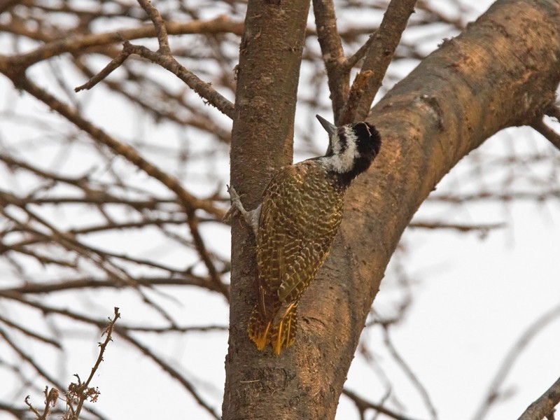 Bearded Woodpecker - ML243719101