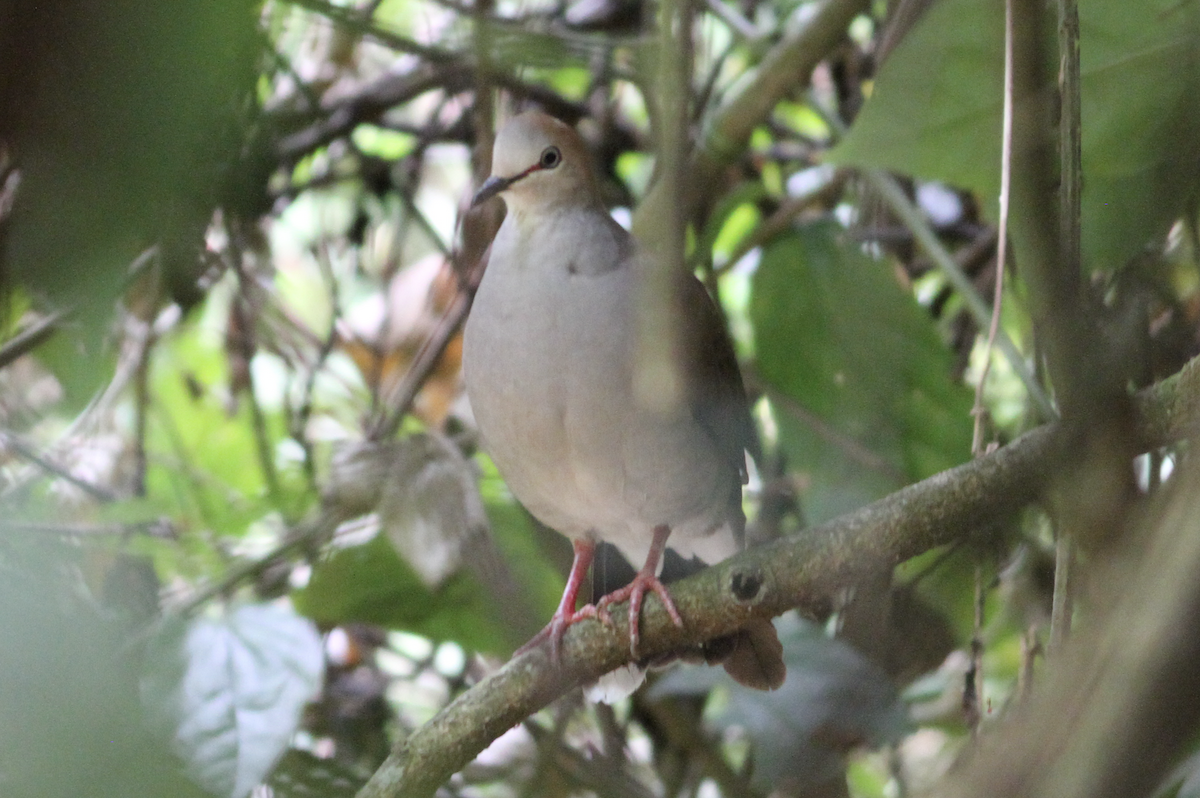 Gray-chested Dove - ML243722441