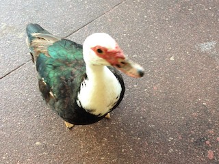 Muscovy Duck (Domestic type), ML243725391