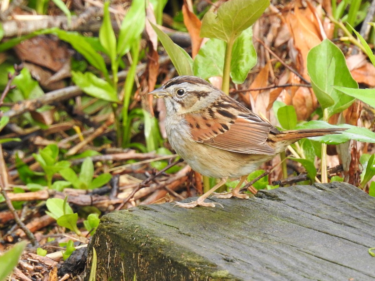 Swamp Sparrow - ML243727281