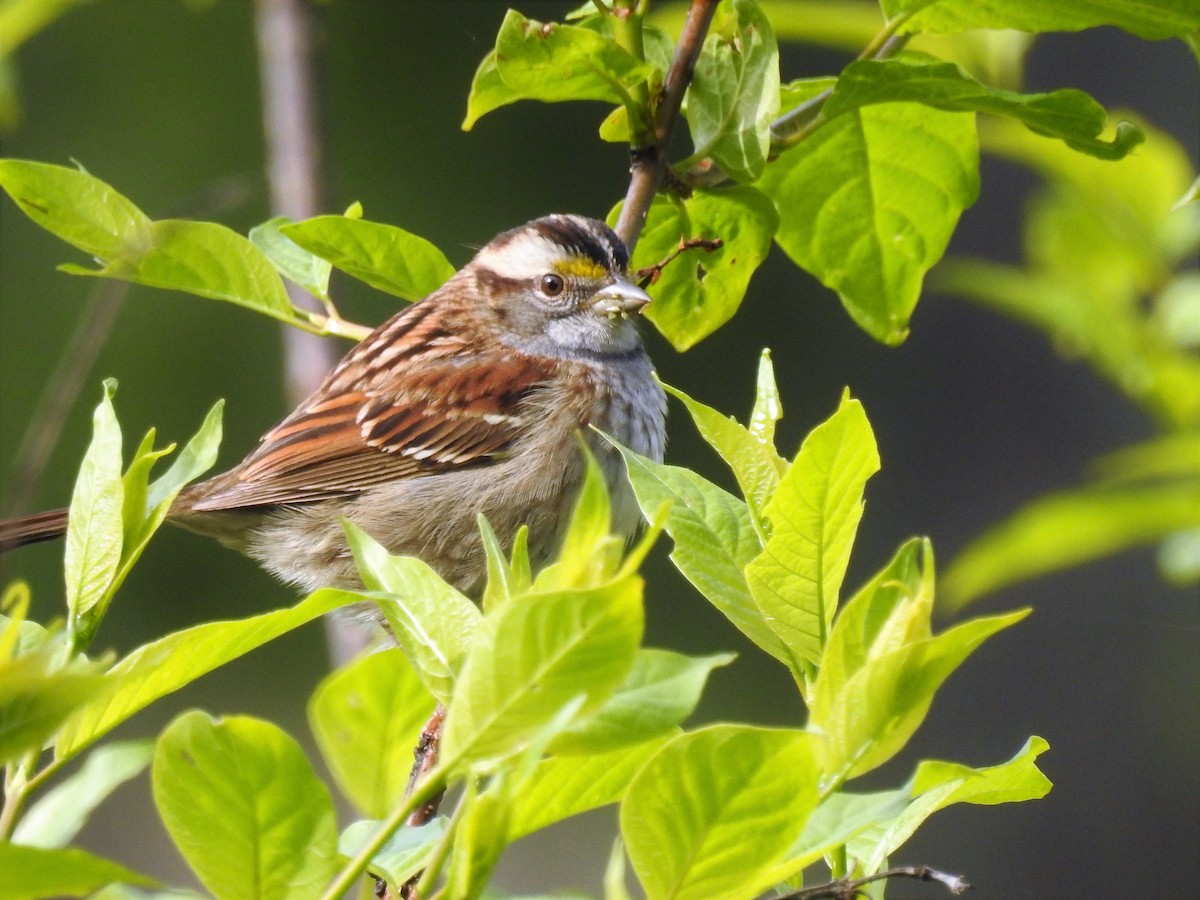 White-throated Sparrow - ML243727301