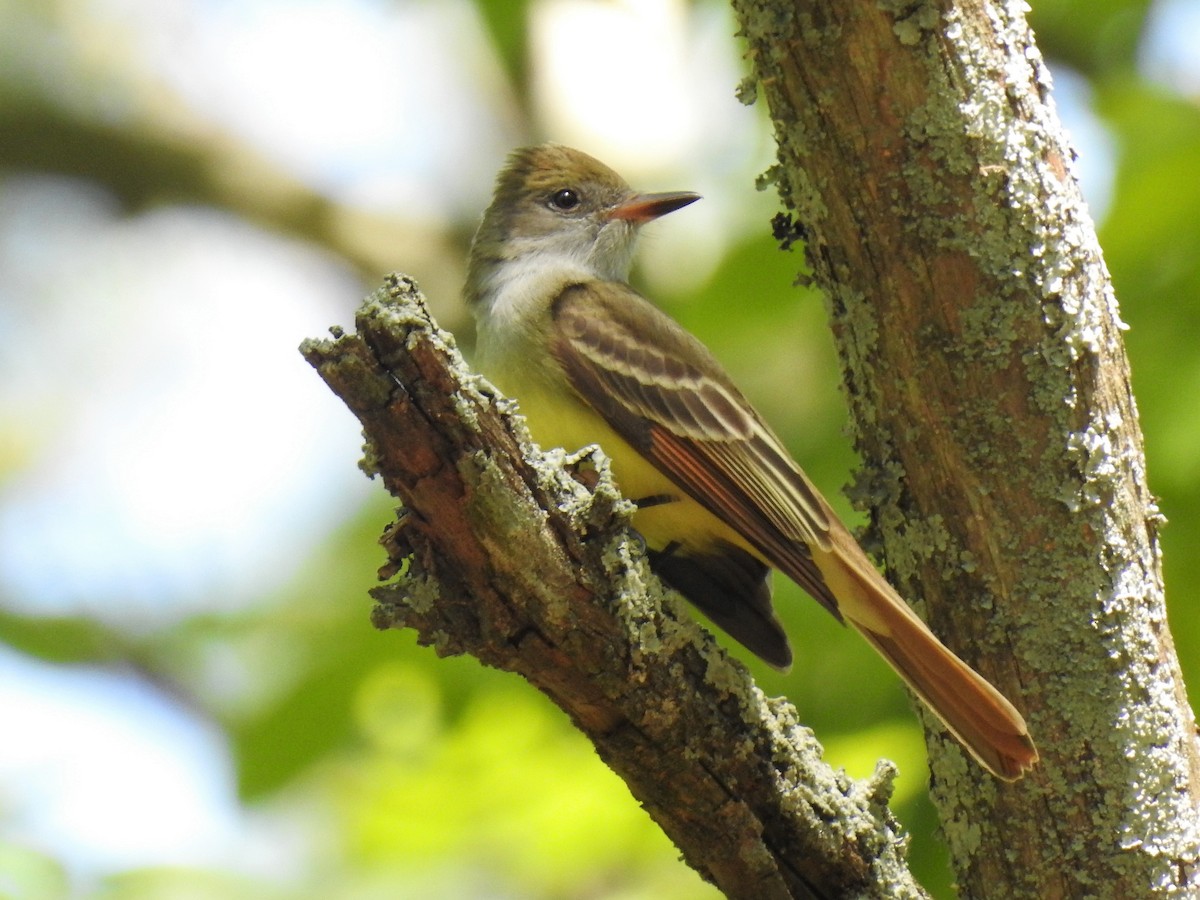 Great Crested Flycatcher - ML243727431
