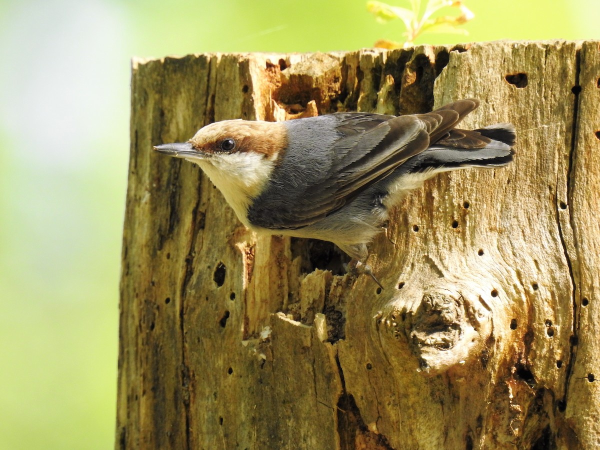 Brown-headed Nuthatch - ML243727521