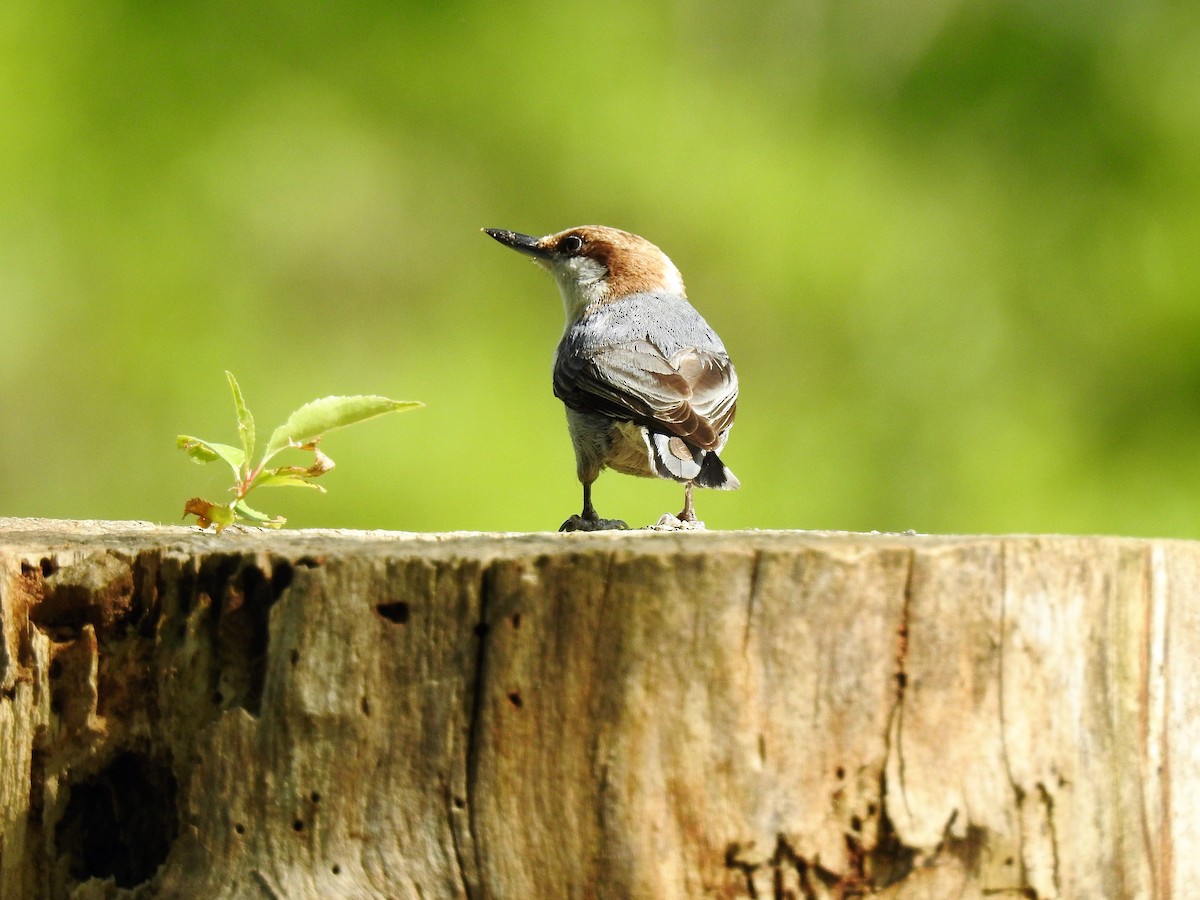 Brown-headed Nuthatch - ML243727551