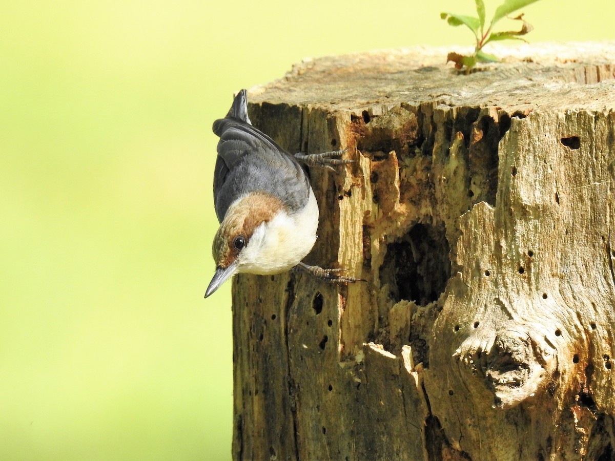 Brown-headed Nuthatch - ML243727571