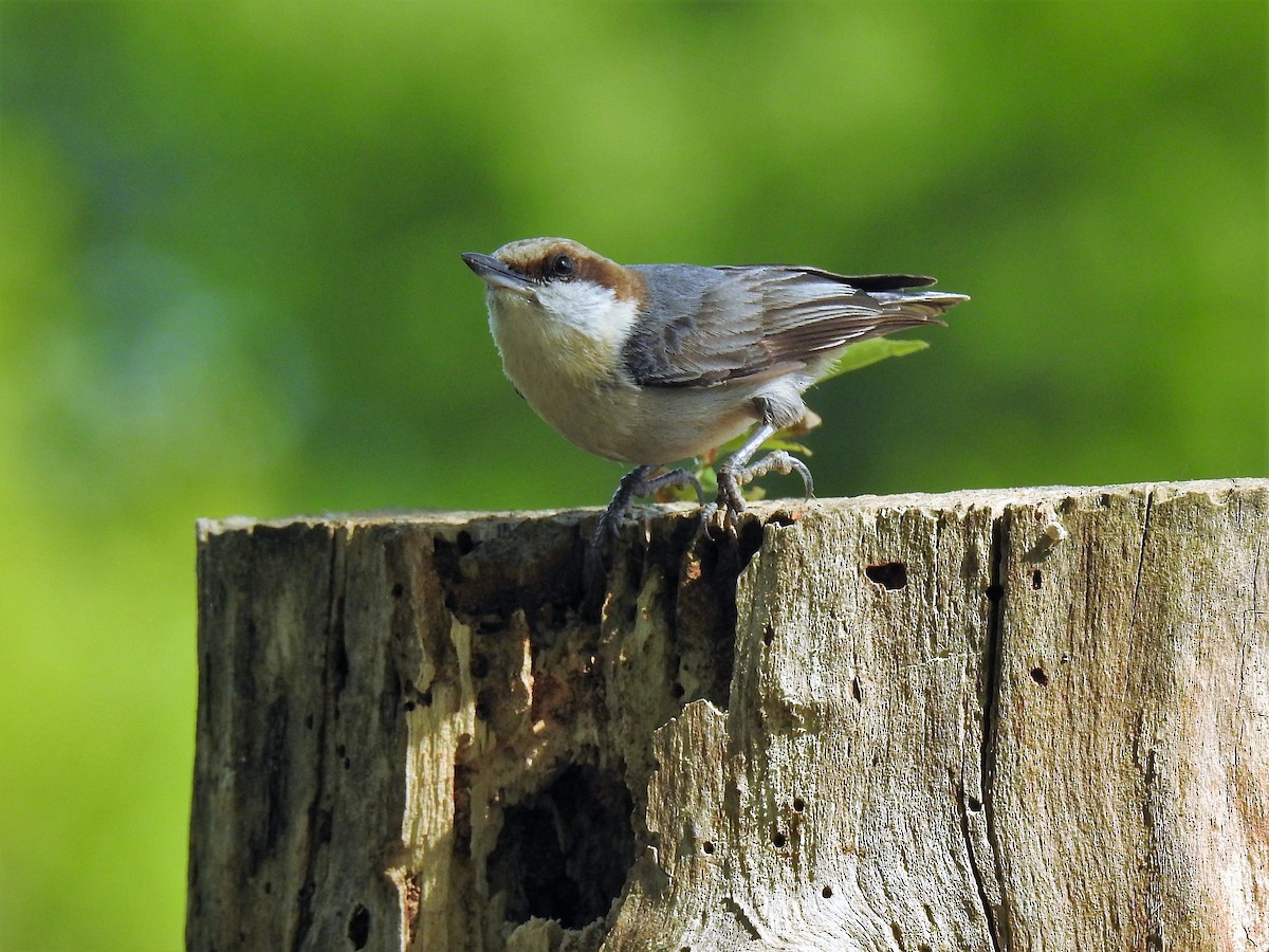 Brown-headed Nuthatch - ML243727601