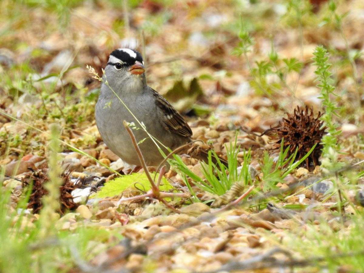 White-crowned Sparrow - ML243727671