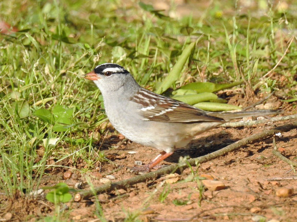 White-crowned Sparrow - ML243727911