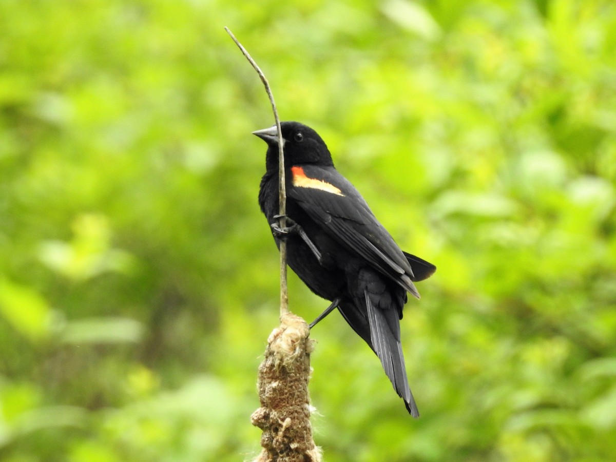 Red-winged Blackbird - ML243728121