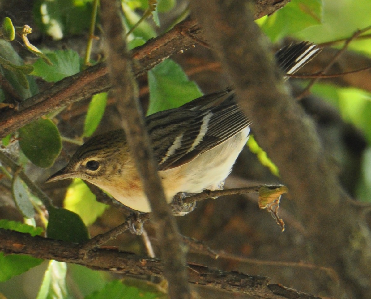 Bay-breasted Warbler - ML243728451