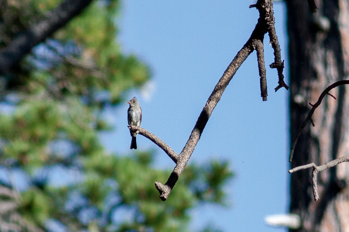 Greater Pewee - ML243729671