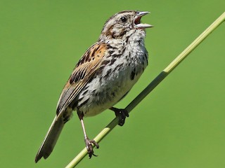 Sierra Madre Sparrow - eBird