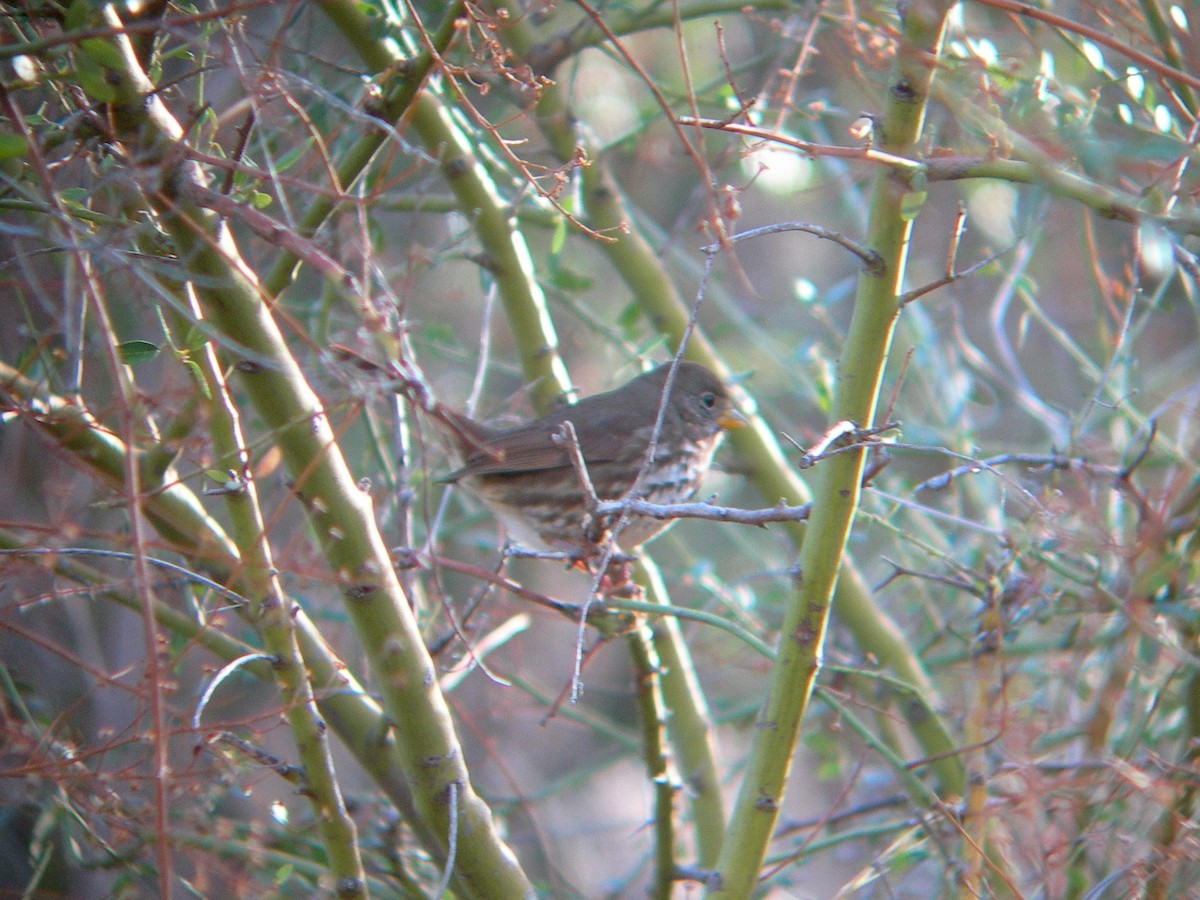 Fox Sparrow (Slate-colored) - ML243733531