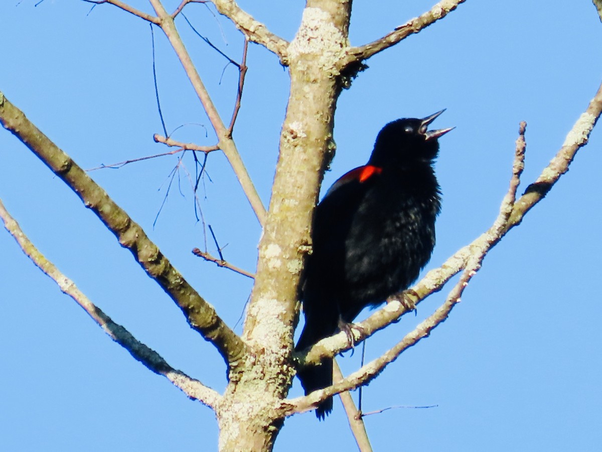 Red-winged Blackbird - ML243733871
