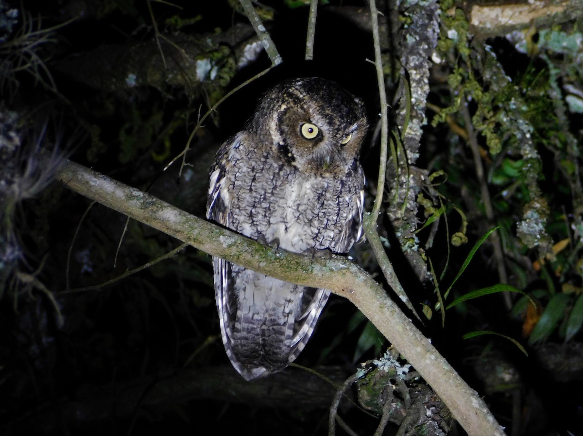 Montane Forest Screech-Owl - ML243734051
