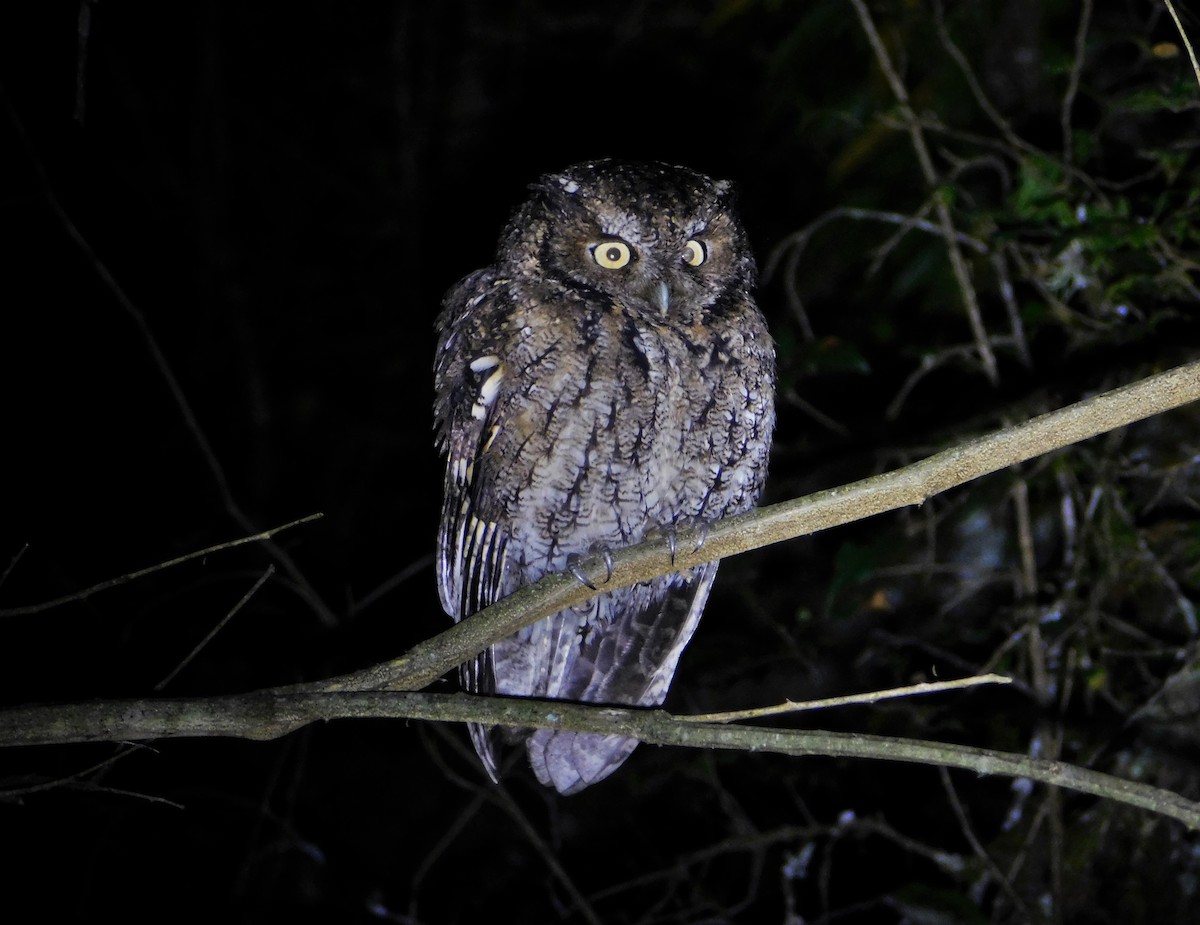 Montane Forest Screech-Owl - ML243734171