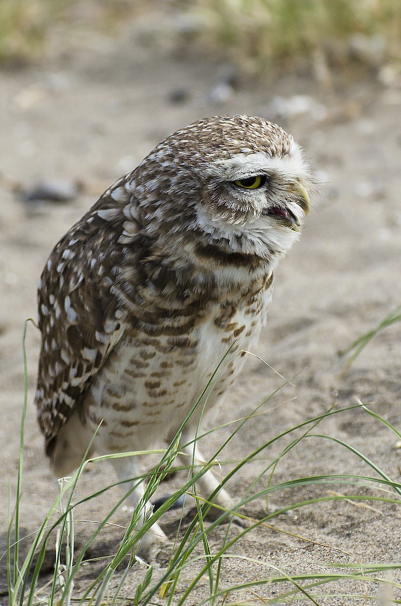 Burrowing Owl - ML243735451