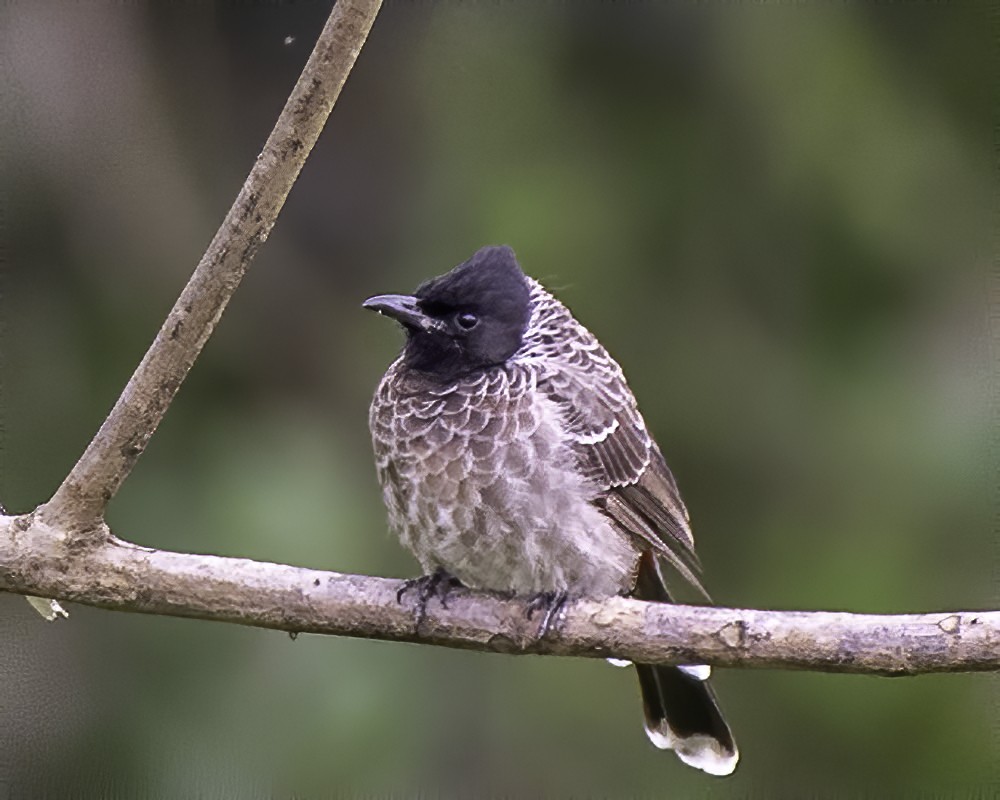 Red-vented Bulbul - ML243738541