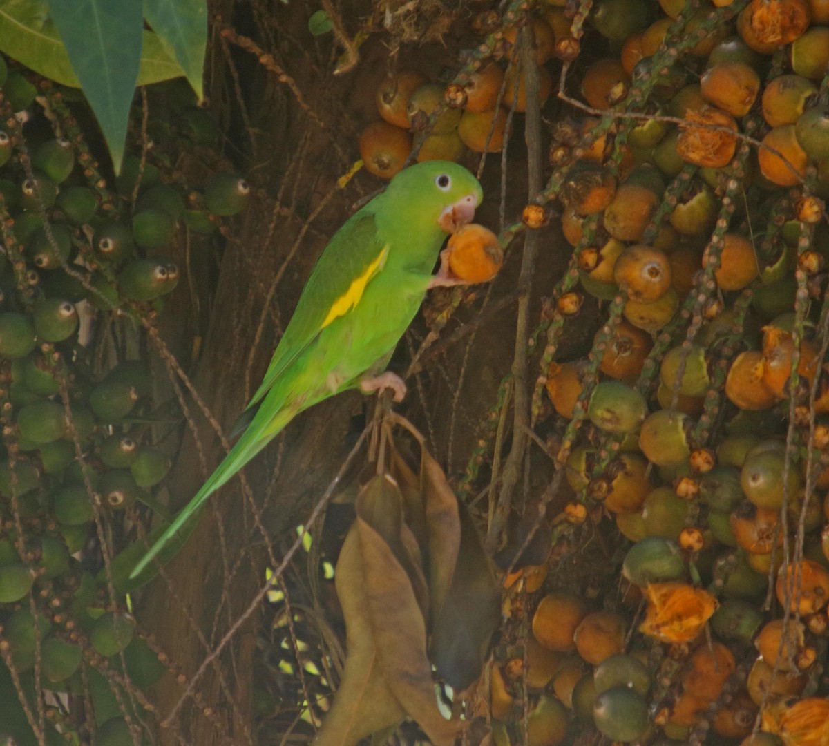 Yellow-chevroned Parakeet - Rodrigo Dela Rosa