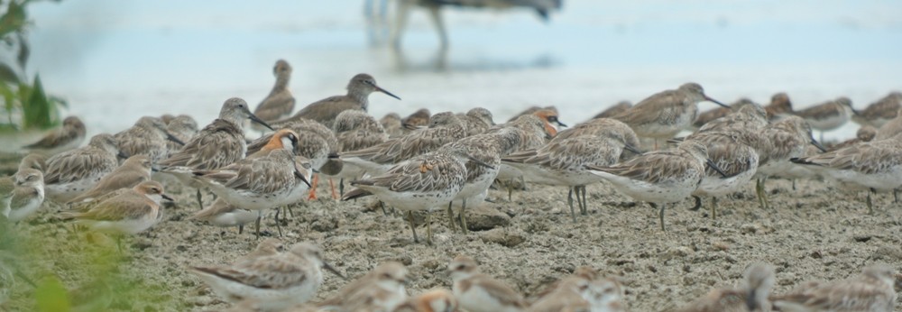Great Knot - ML243743691