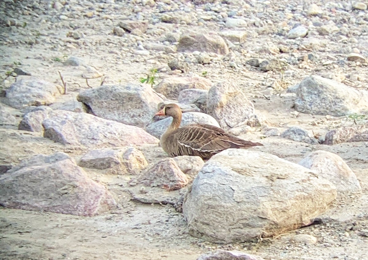 Greater White-fronted Goose - ML243744411