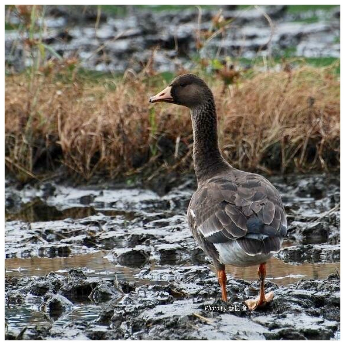 Greater White-fronted Goose - Cassie  Liu