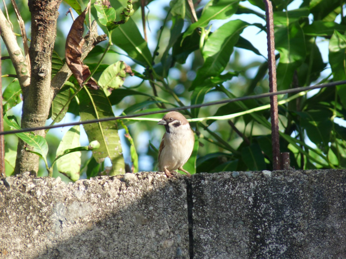 Eurasian Tree Sparrow - ML243748291