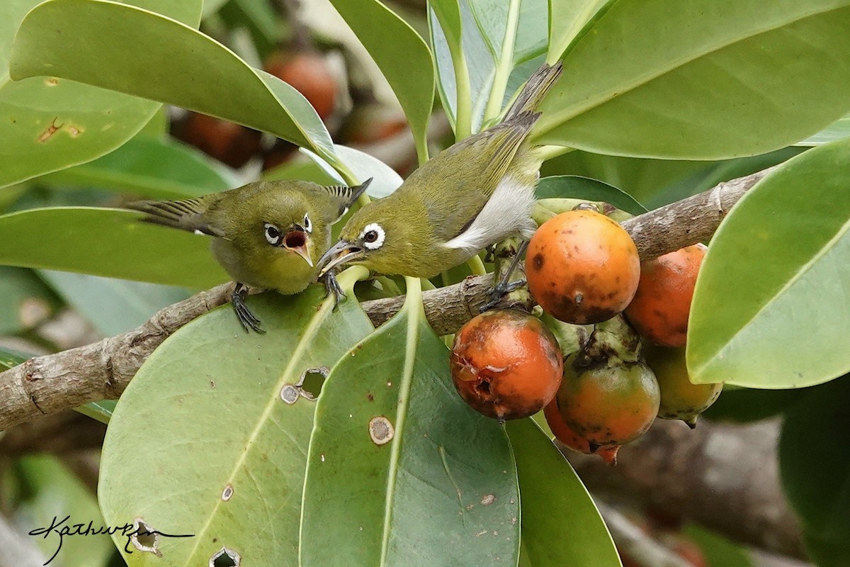 Green-backed White-eye - Kathryn Young