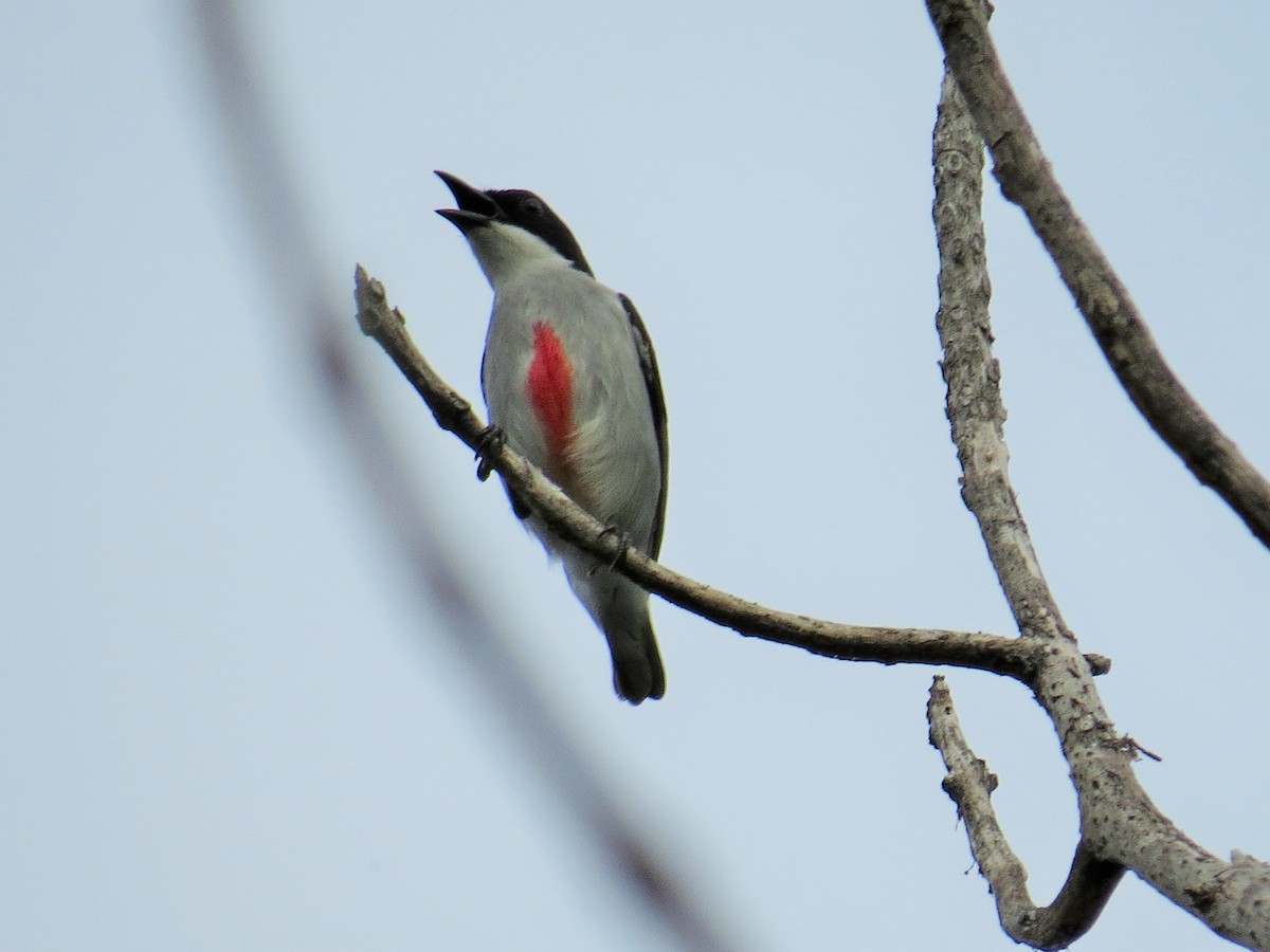 Red-keeled Flowerpecker - ML24375051