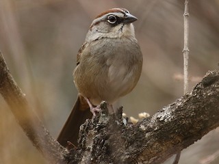  - Oaxaca Sparrow