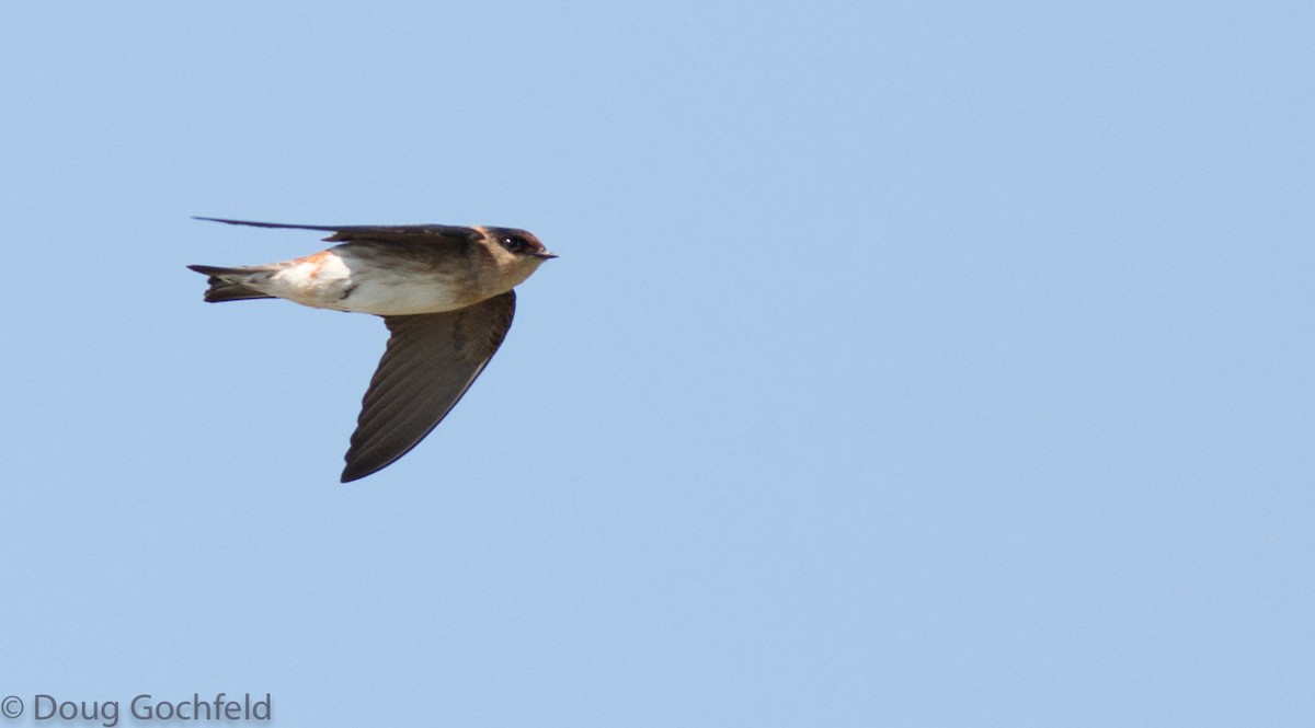 Cave Swallow - ML243754341