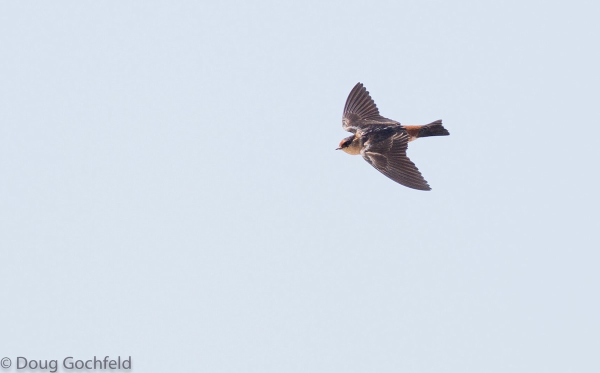 Cave Swallow - ML243754361
