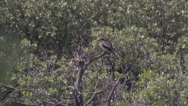 Woodchat Shrike (Western) - ML243755921