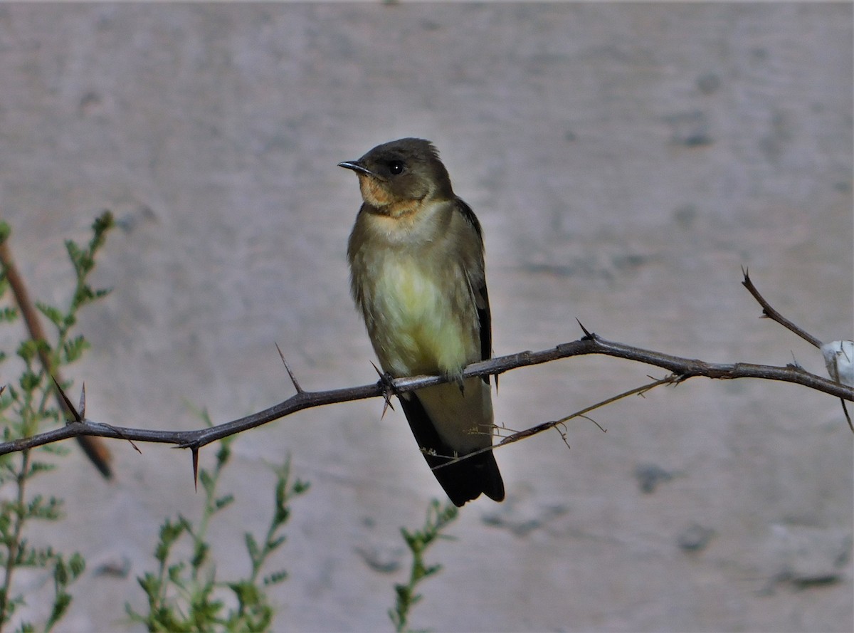 Southern Rough-winged Swallow - Nicolás Bejarano