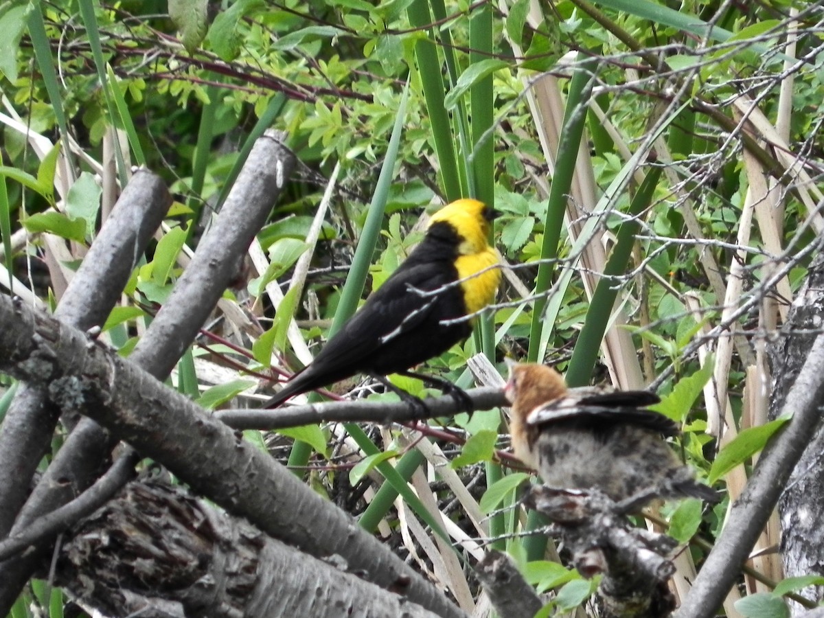 Yellow-headed Blackbird - ML243761291