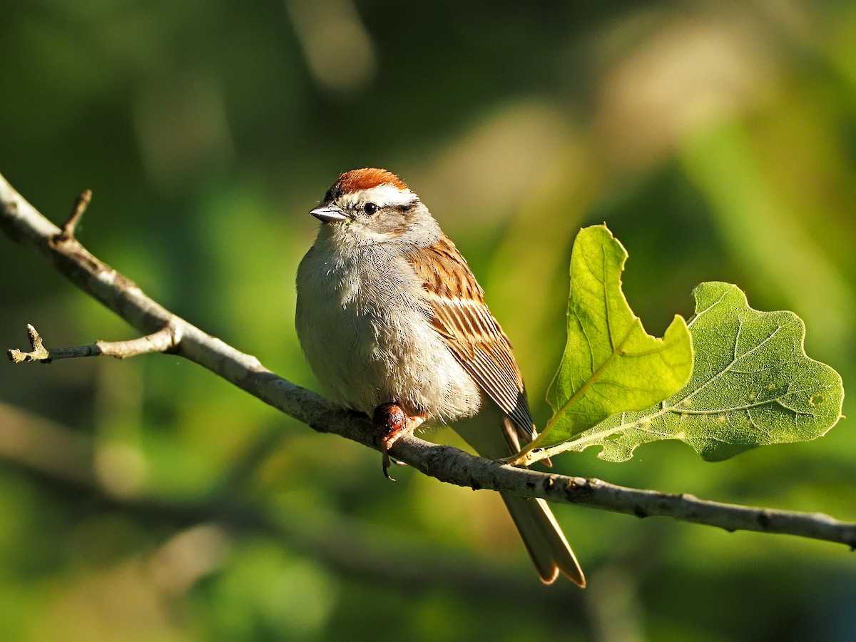 Chipping Sparrow - Gary Mueller