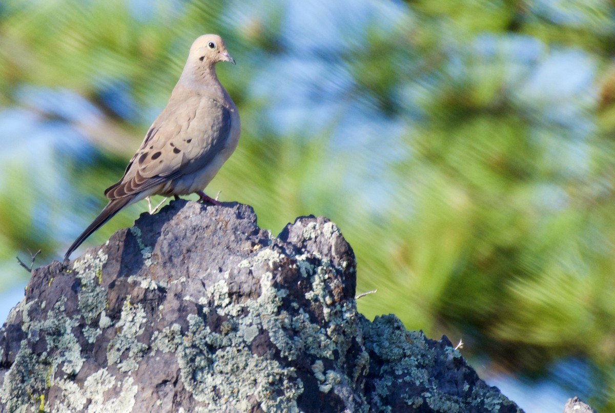 Mourning Dove - Trey Rogers
