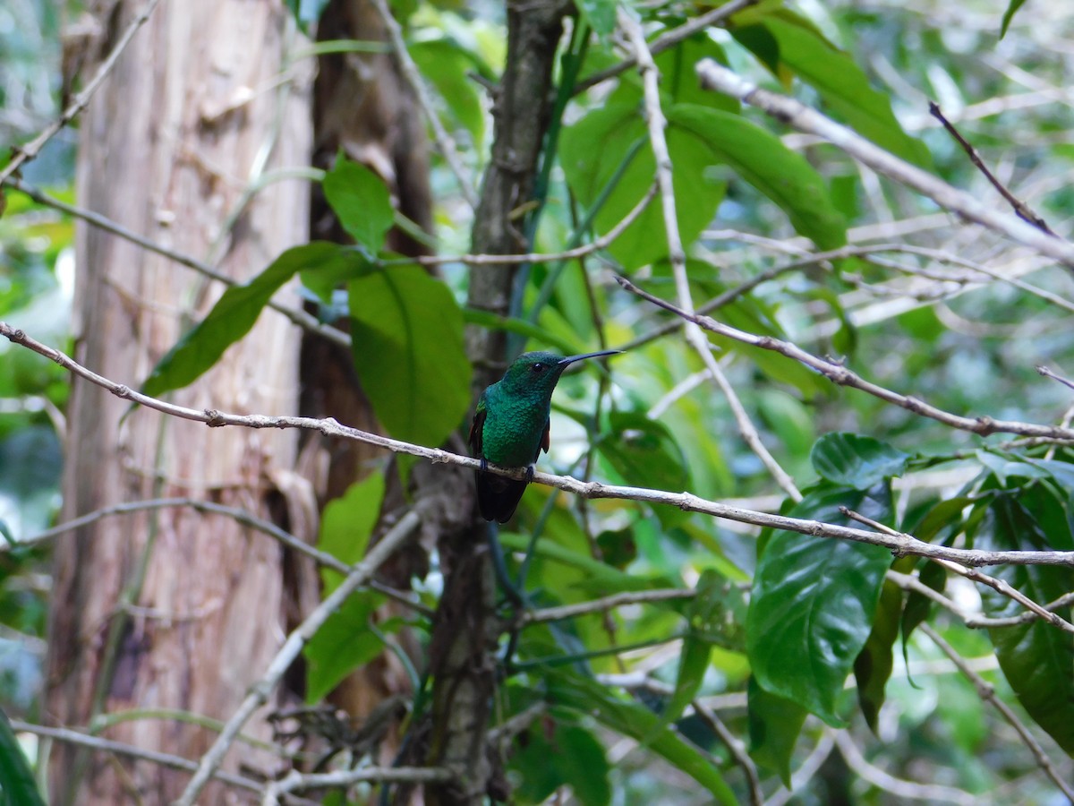 Blue-tailed Hummingbird - Nazario Valladares Fonseca