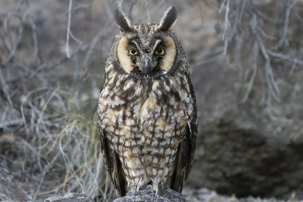 Long-eared Owl - Gerry Meenaghan