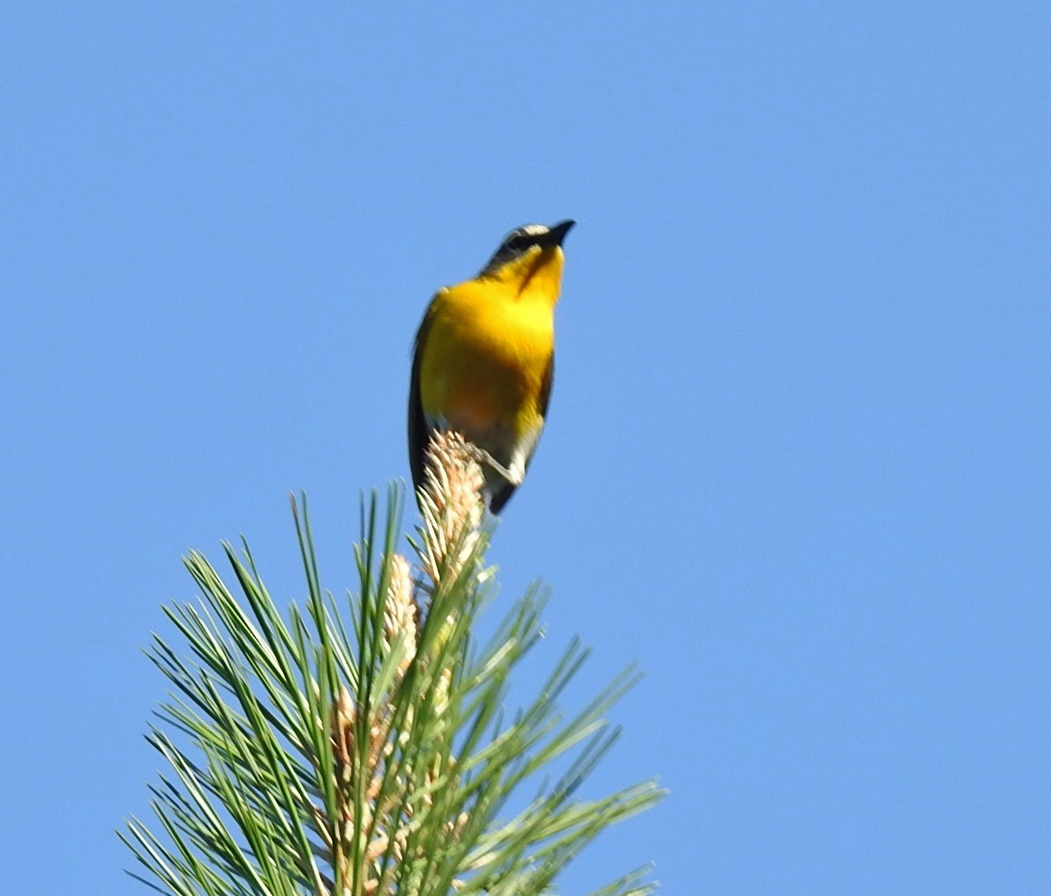 Yellow-breasted Chat - ML243775211