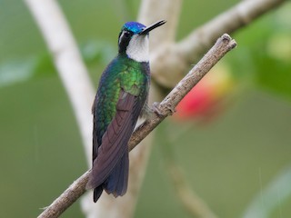 Male (Blue-tailed) - Jan Cubilla - ML243775341