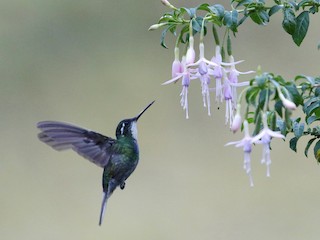 ノドジロシロメジリハチドリ - eBird