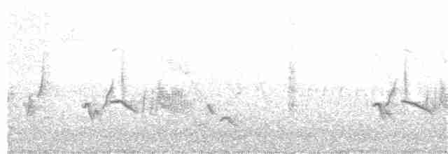 tyranovec vrbový - ML243780141