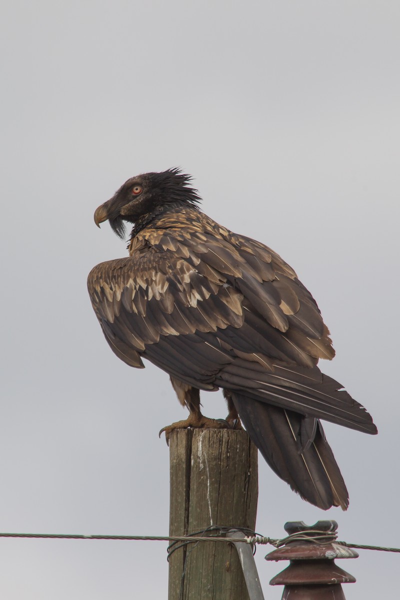 Bearded Vulture (African) - ML243783501