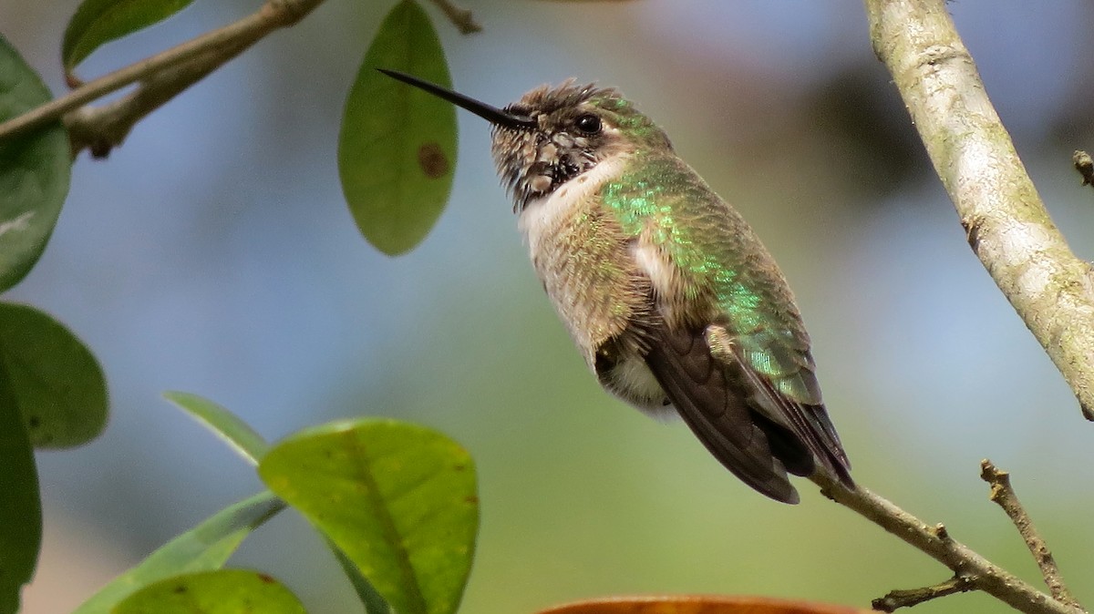 Anna's Hummingbird - John  Mariani