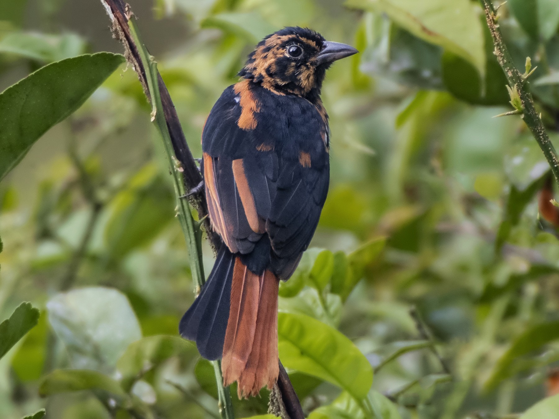White-lined Tanager - Jeff Maw