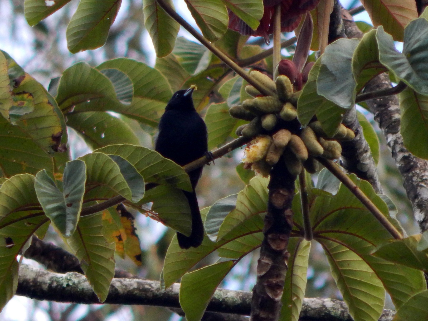 White-lined Tanager - Óscar Meneses