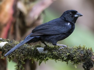  - White-lined Tanager