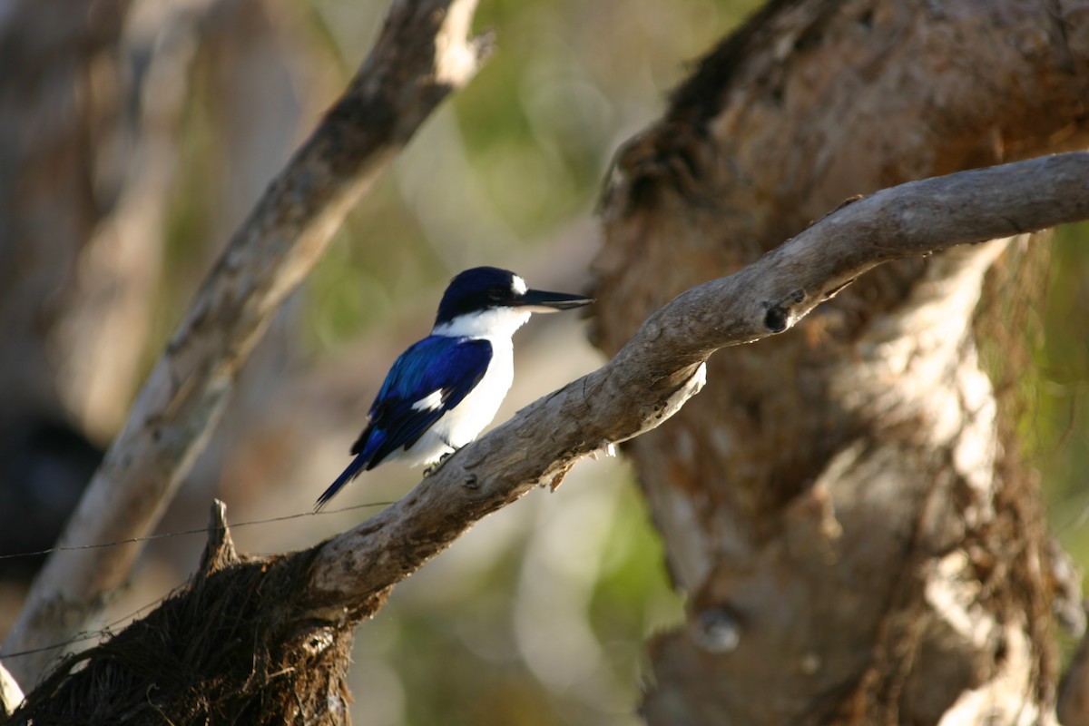 Forest Kingfisher - ML243787171